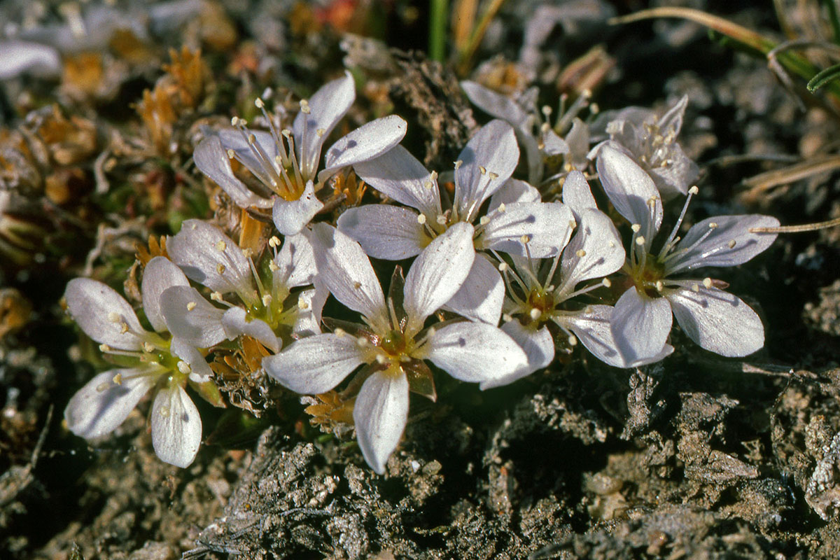 Caryophyllaceae Arenaria pseudofrigida