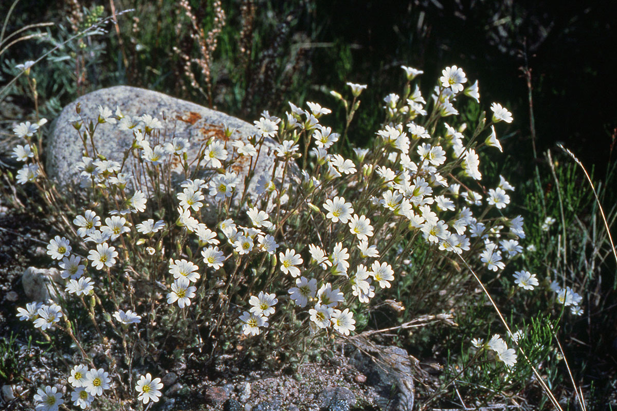 Caryophyllaceae Cerastium alpinum