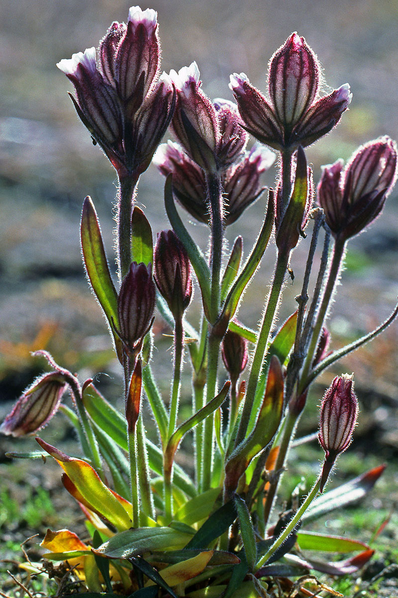 Caryophyllaceae Silene taimyrensis