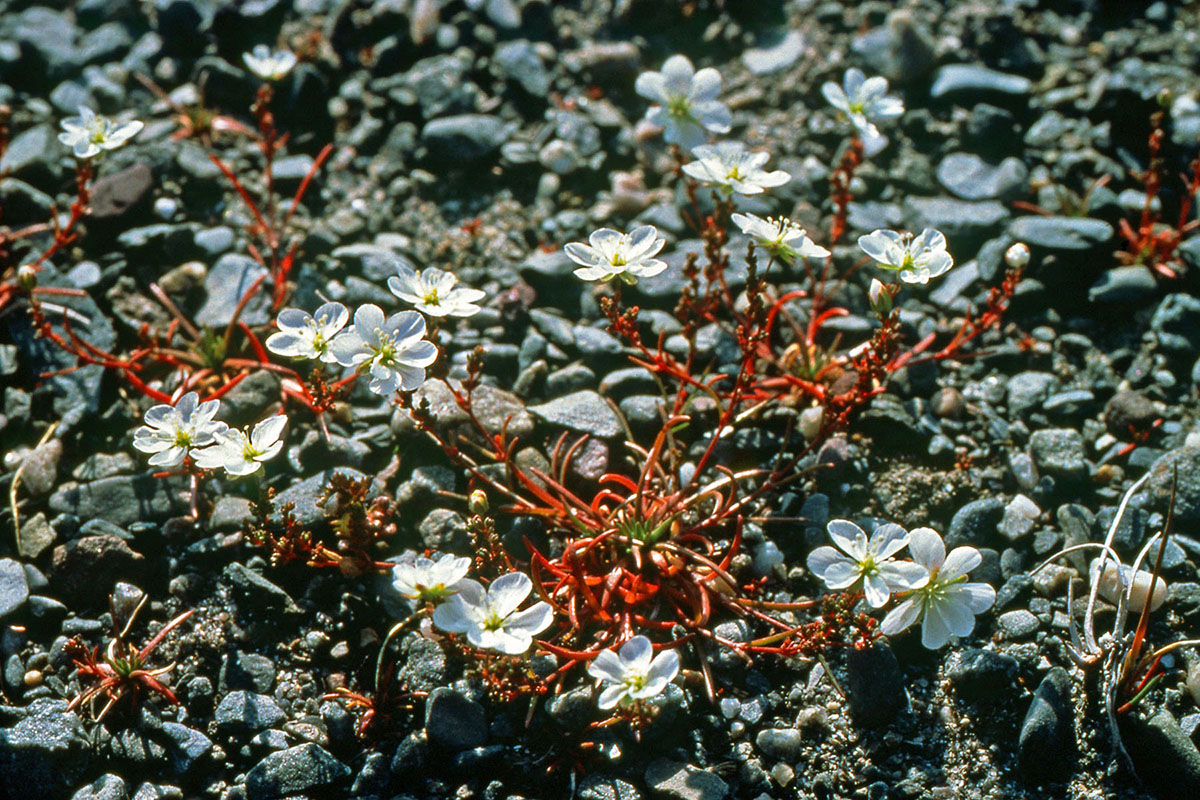 Caryophyllaceae Sagina nodosa