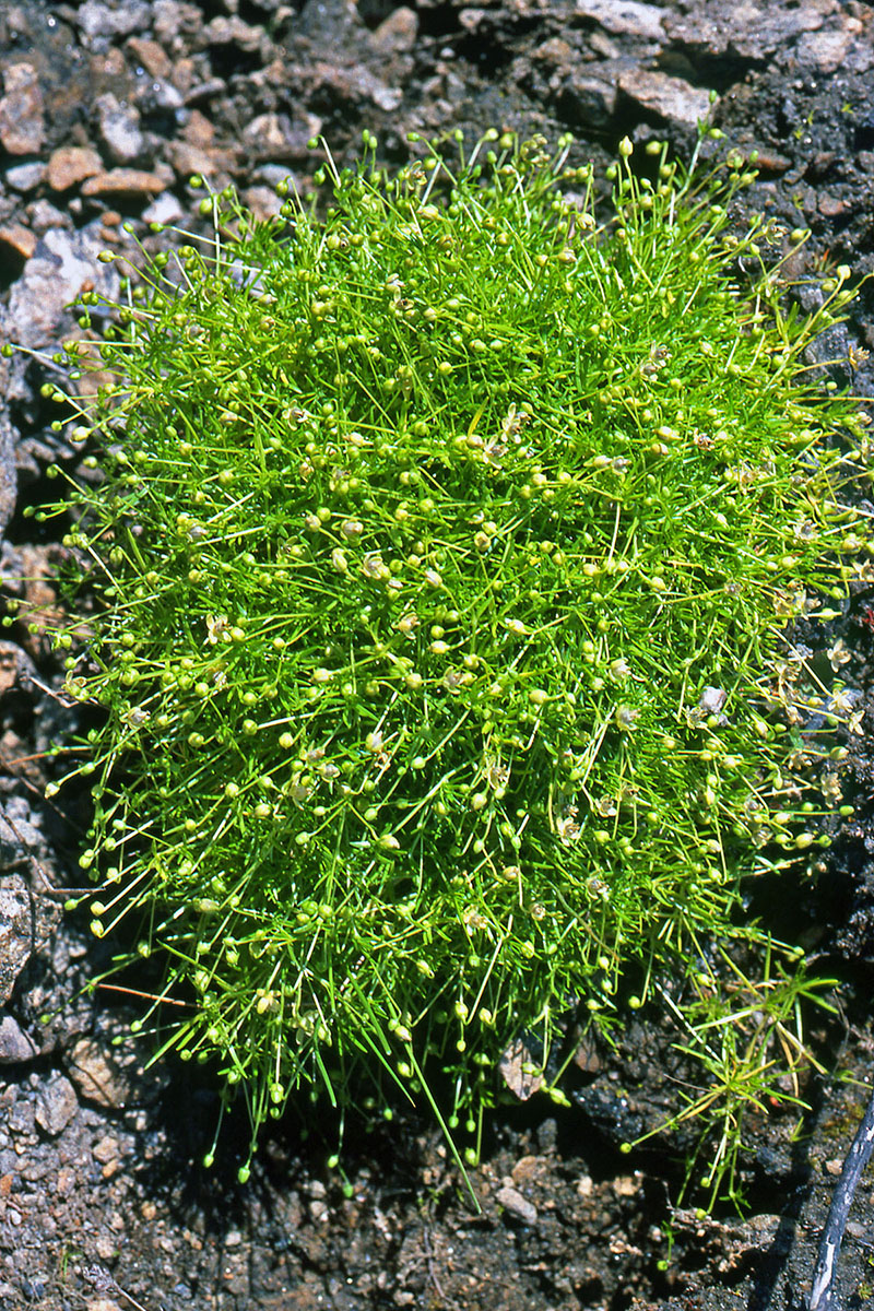 Caryophyllaceae Sagina saginoides