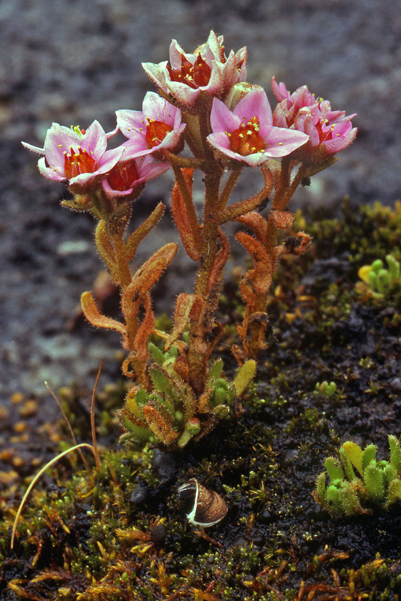 Crassulaceae Sedum villosum