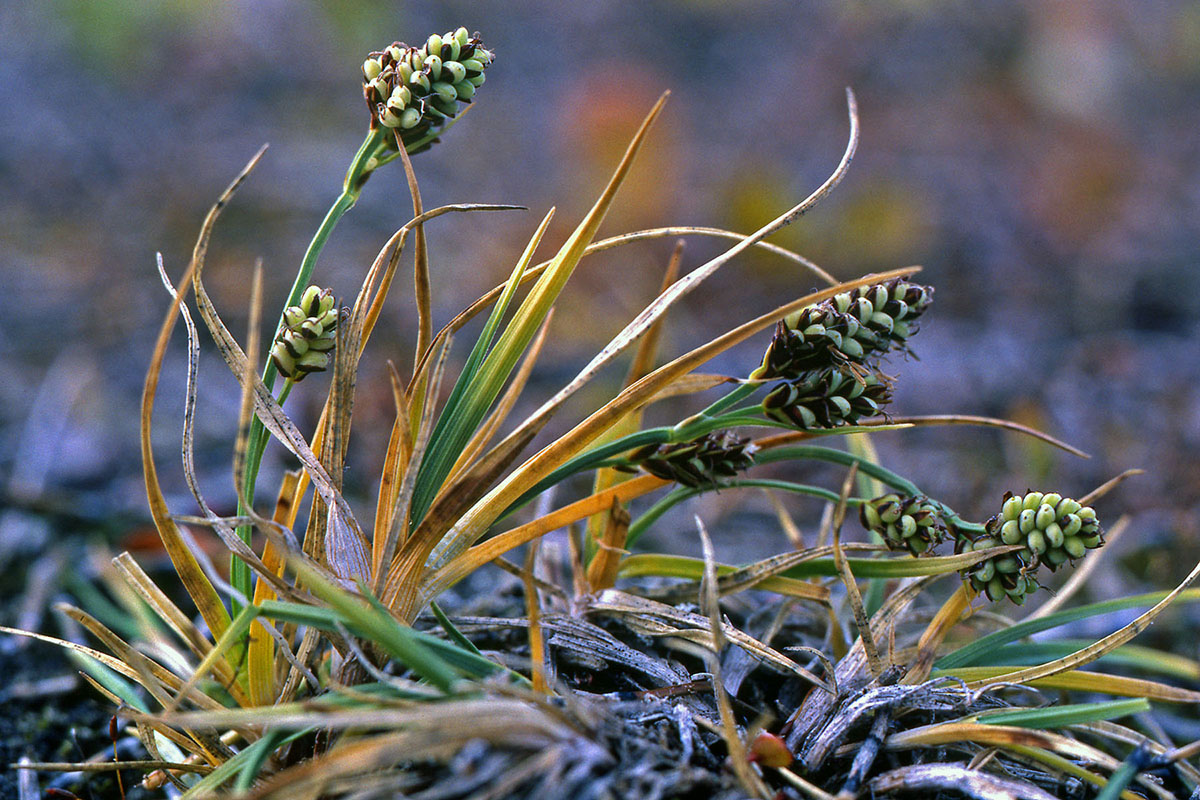 Cyperaceae Carex bicolor
