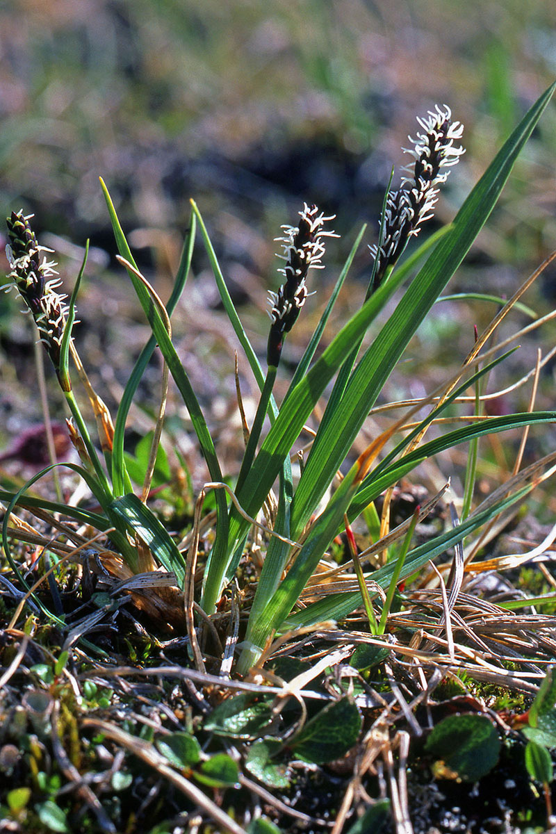 Cyperaceae Carex bigelowii