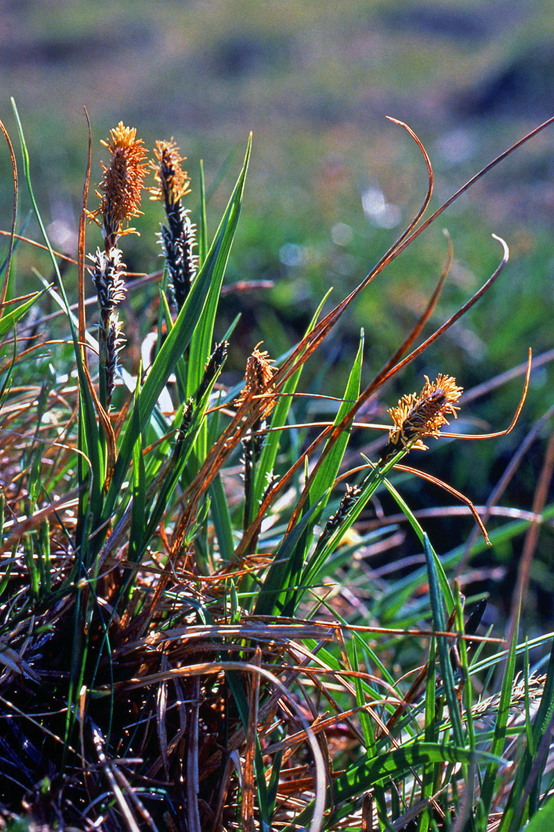 Cyperaceae Carex bigelowii