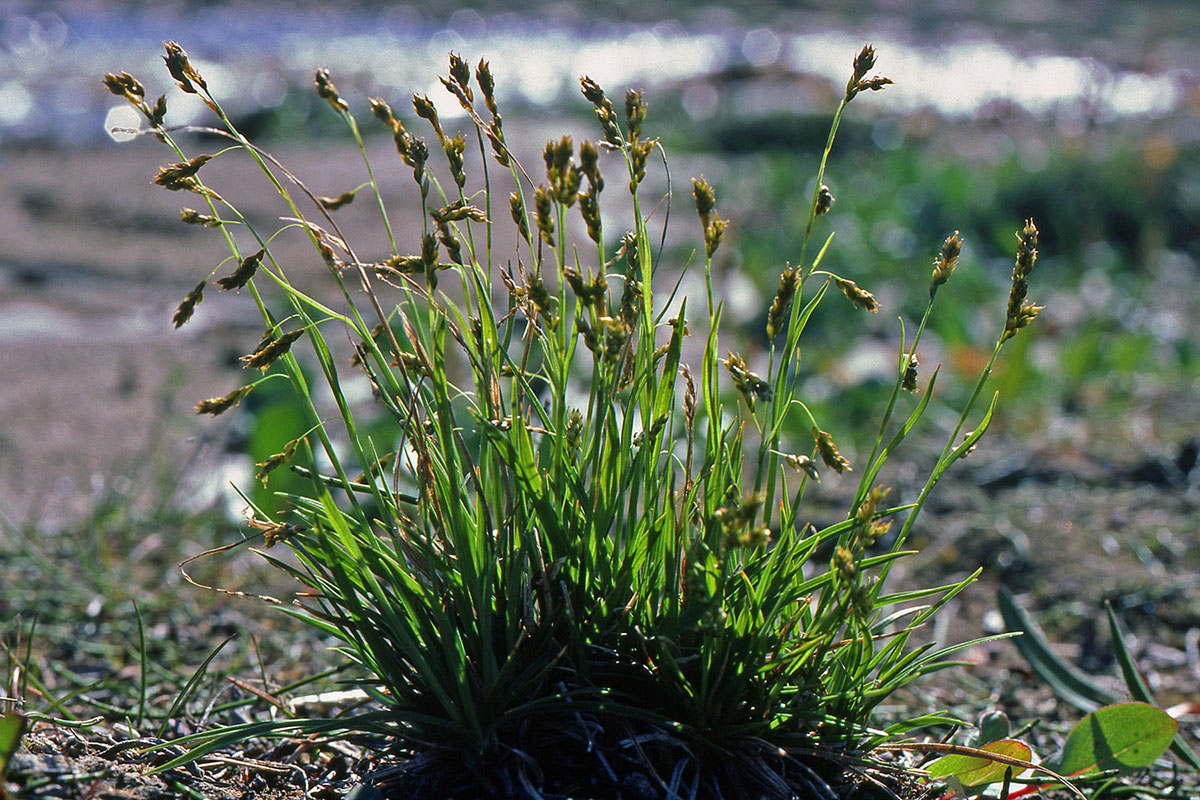 Cyperaceae Carex capillaris