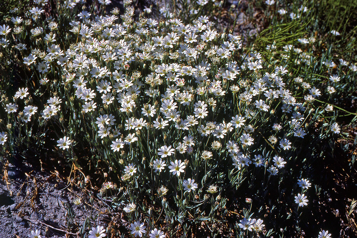 Caryophyllaceae Stellaria longipes