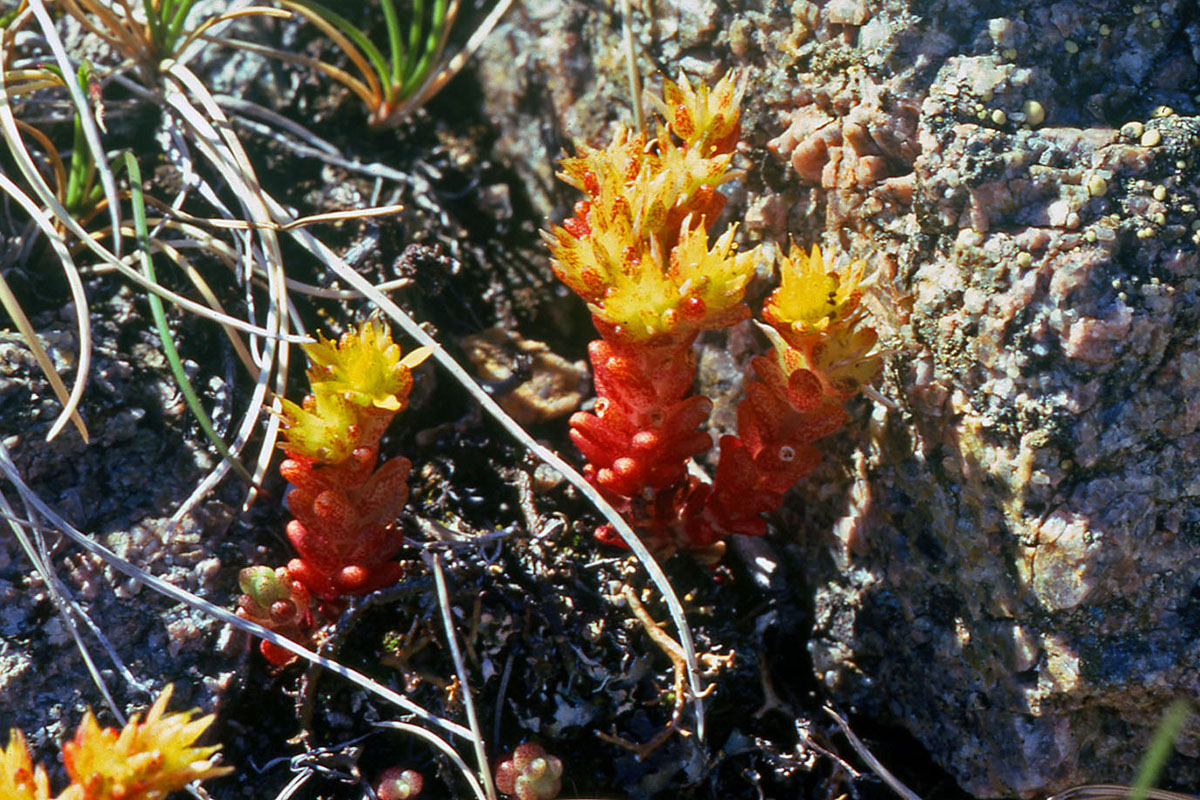 Crassulaceae Sedum annuum