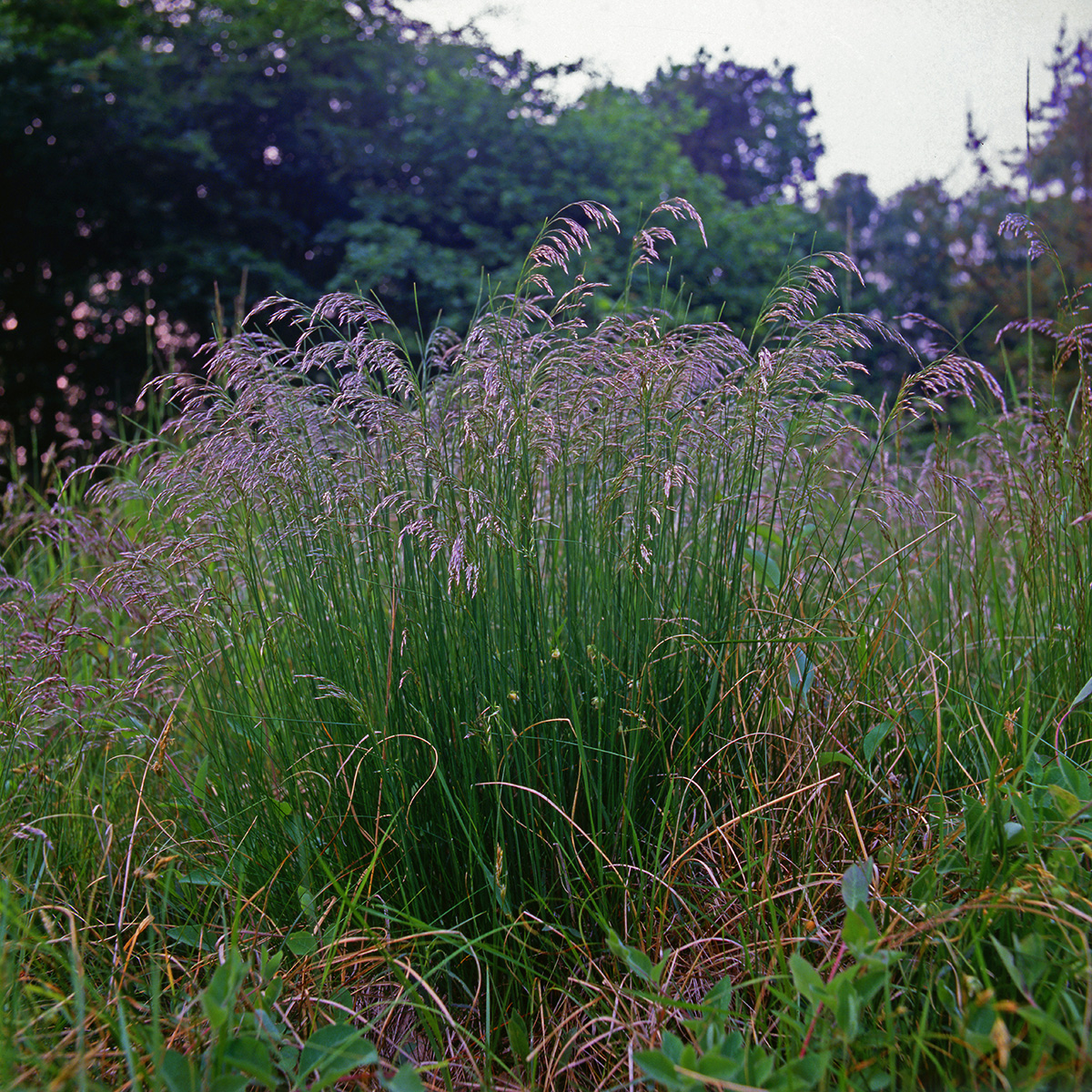 Poaceae Deschampsia flexuosa