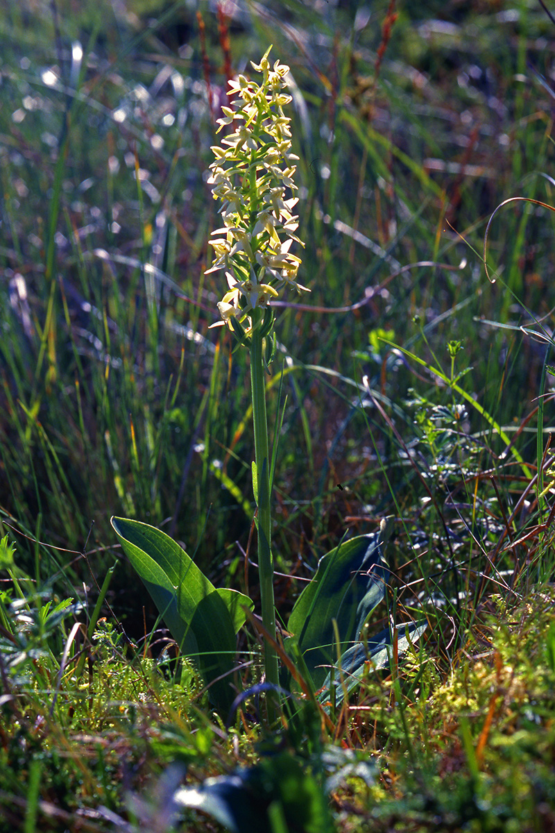 Orchidaceae Platanthera bifolia