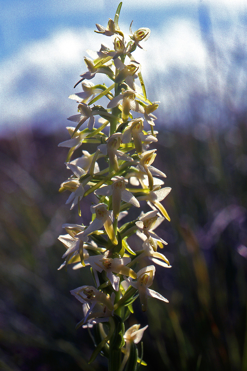Orchidaceae Platanthera bifolia