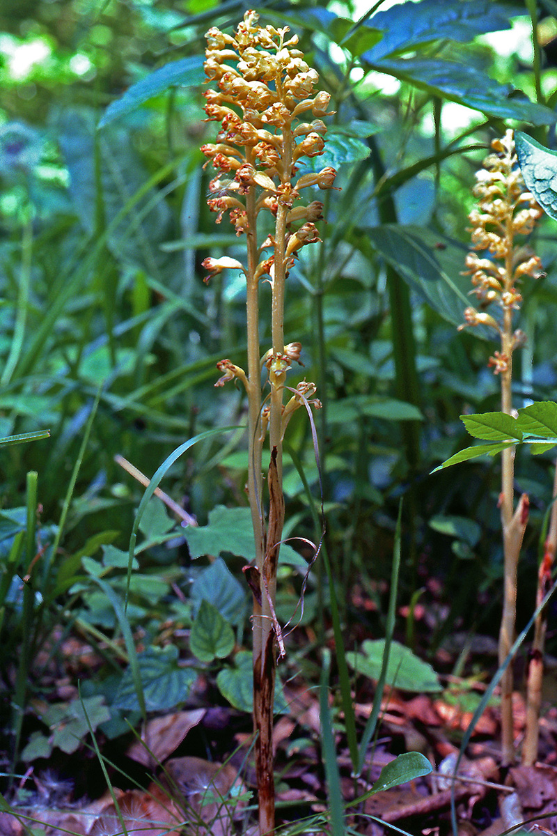 Orchidaceae Neottia nidus-avis