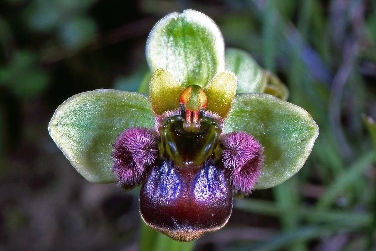 Orchidaceae Ophrys bombyliflora