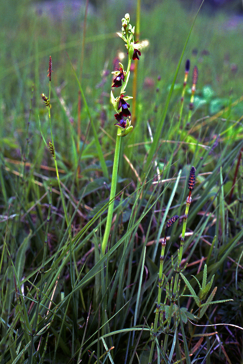 Orchidaceae Ophrys insectifera