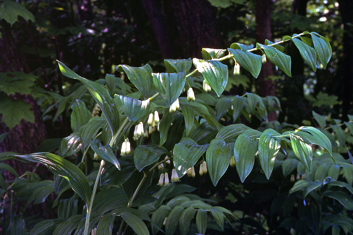 Asparagaceae Polygonatum multiflorum