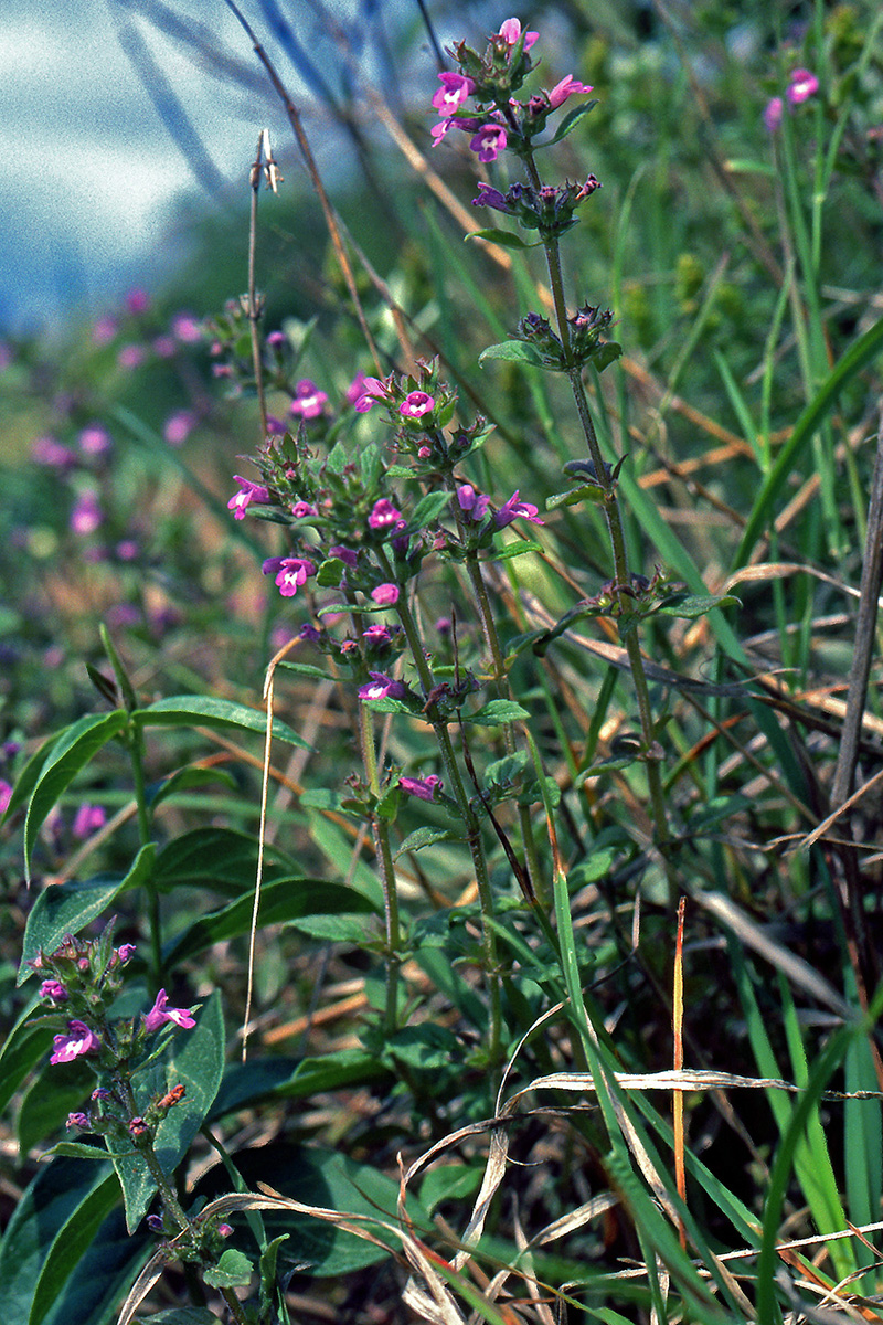 Lamiaceae Clinopodium acinos