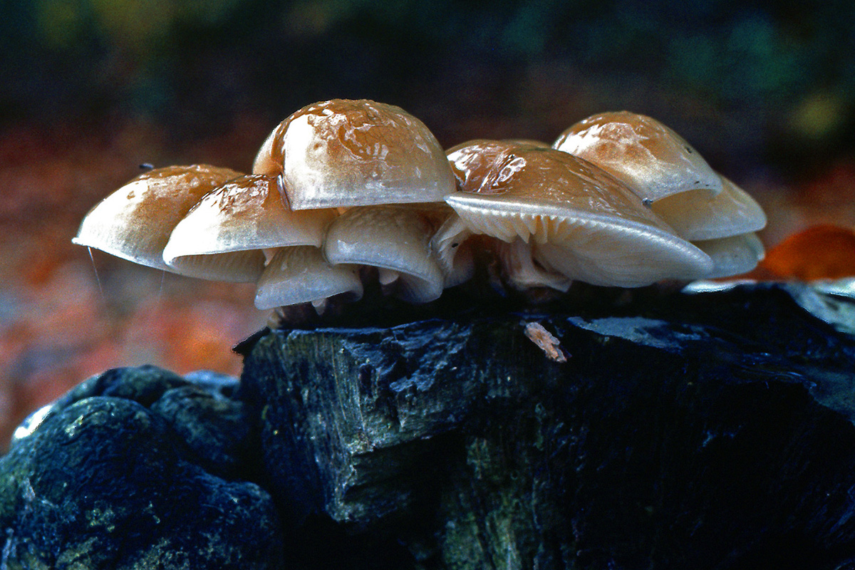 Physalacriaceae Oudemansiella mucida