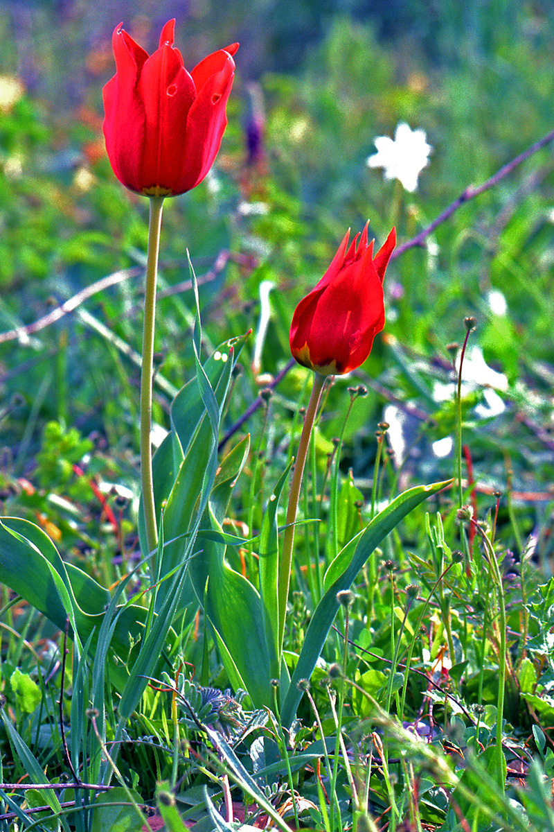 Liliaceae Tulipa undulatifolia