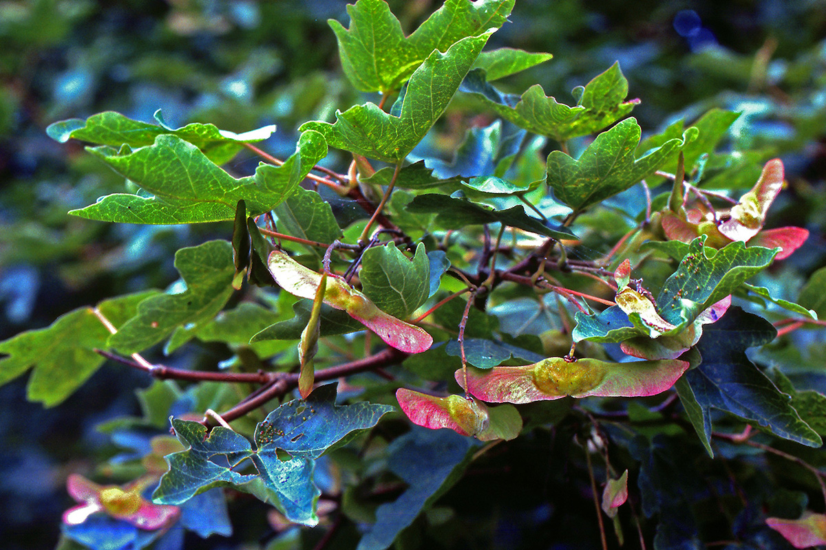 Aceraceae Acer campestre