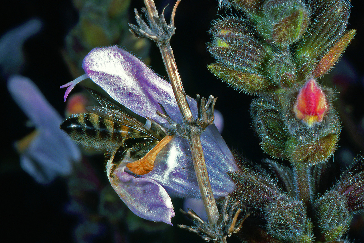 Lamiaceae Salvia fruticosa