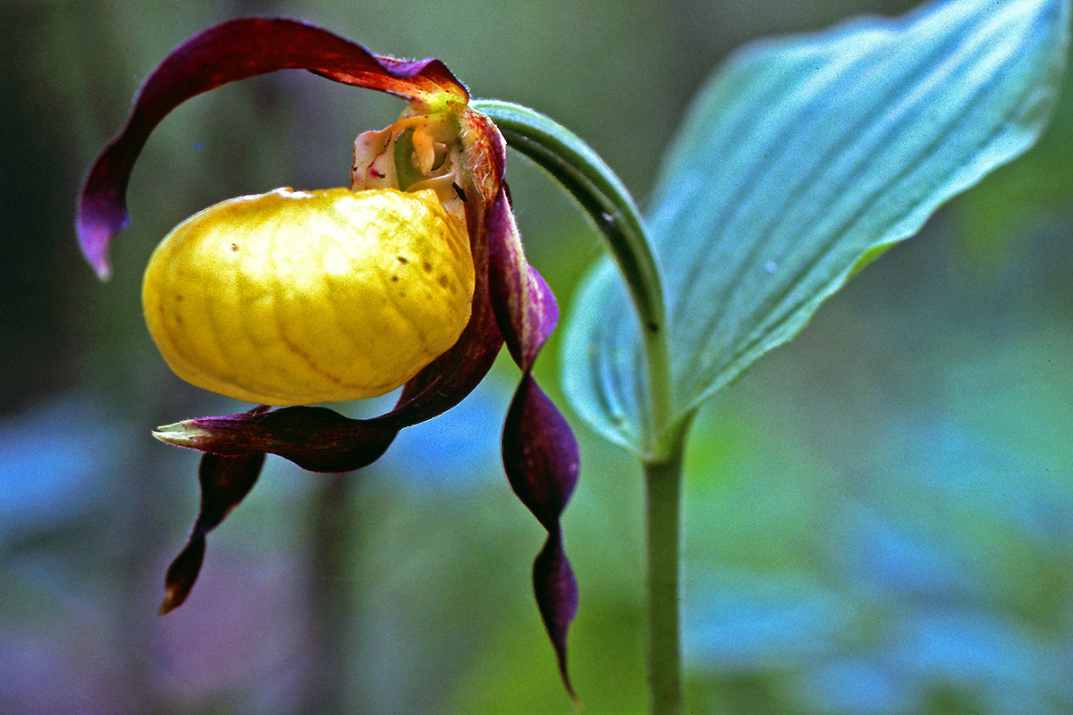 Orchidaceae Cypripedium calceolus