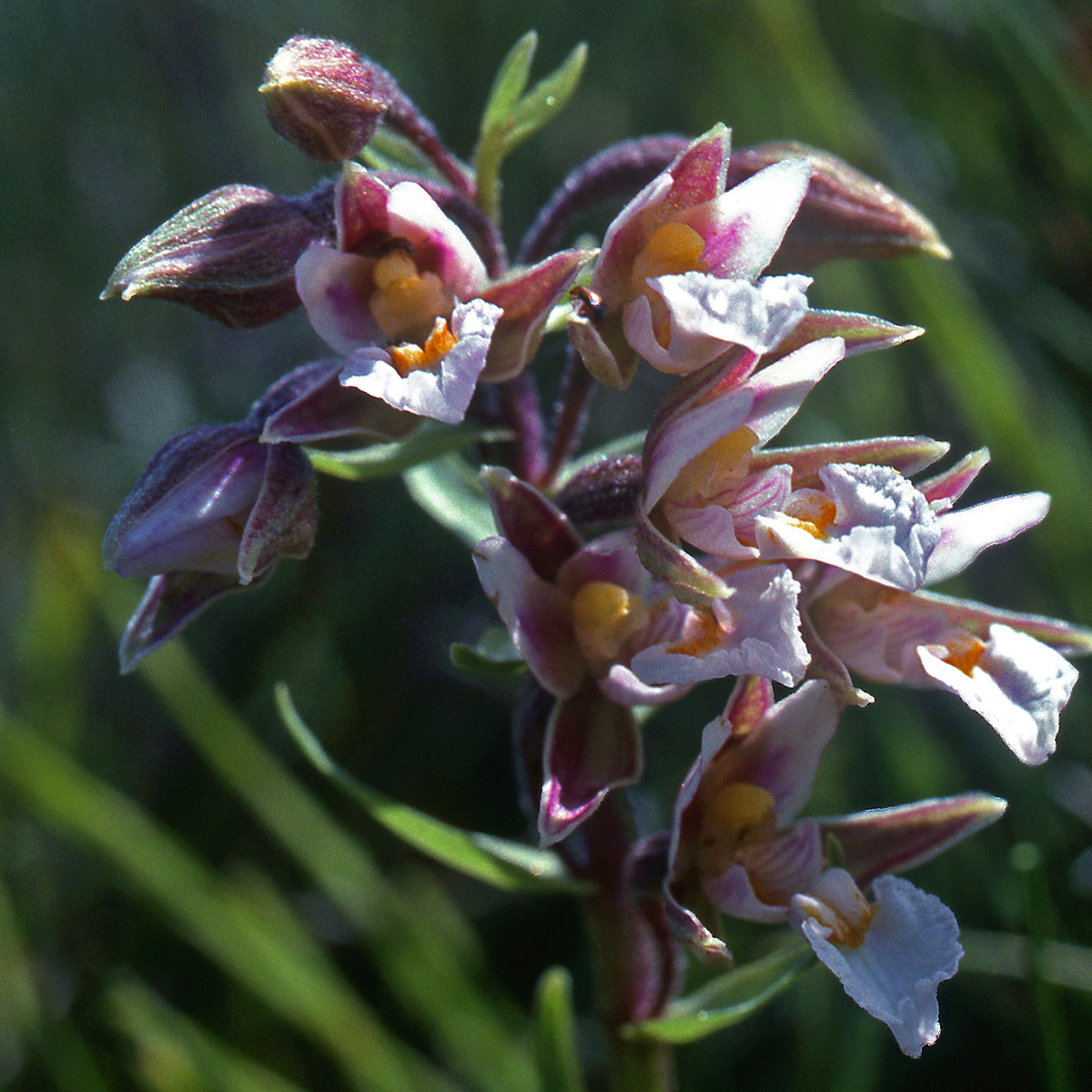Orchidaceae Epipactis palustris
