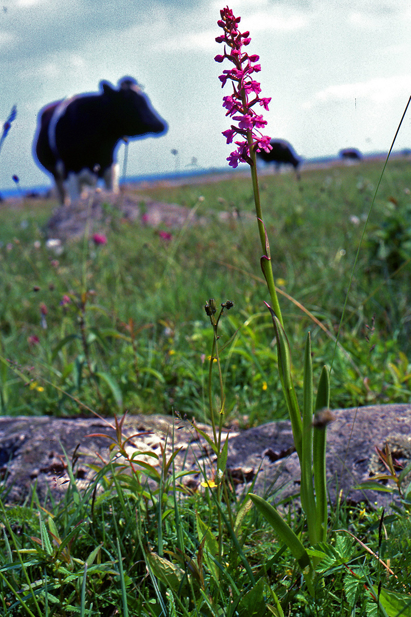 Orchidaceae Gymnadenia conopsea
