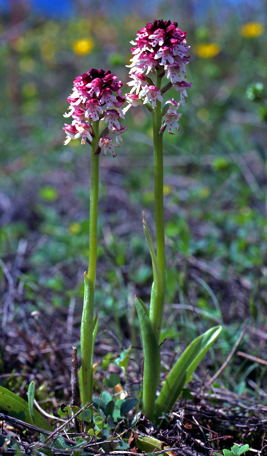 Orchidaceae Neotinea ustulata