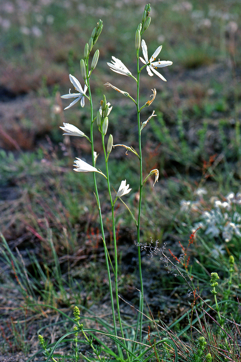 Asparagaceae Anthericum liliago