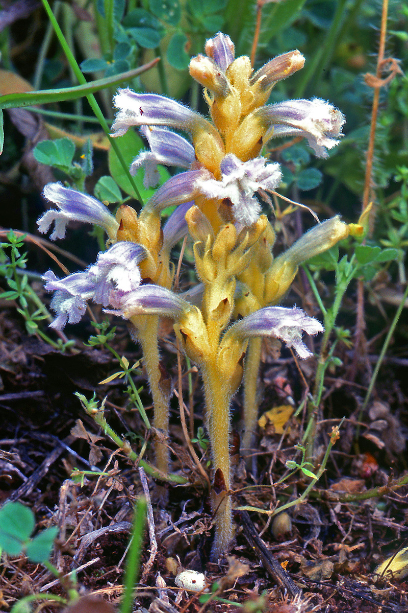 Orobanchaceae Orobanche ramosa