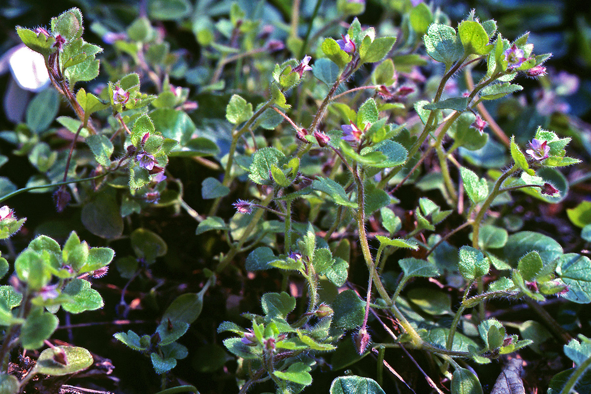 Plantaginaceae Veronica hederifolia