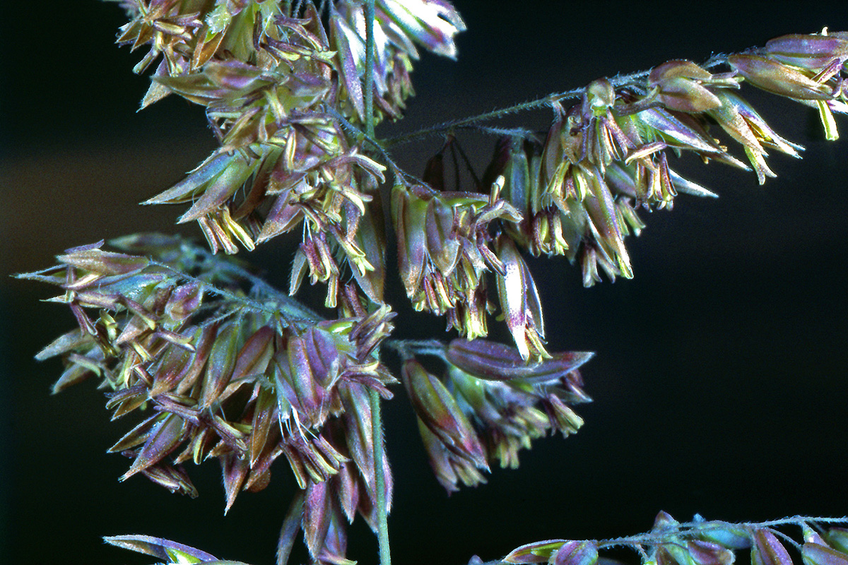 Poaceae Holcus lanatus