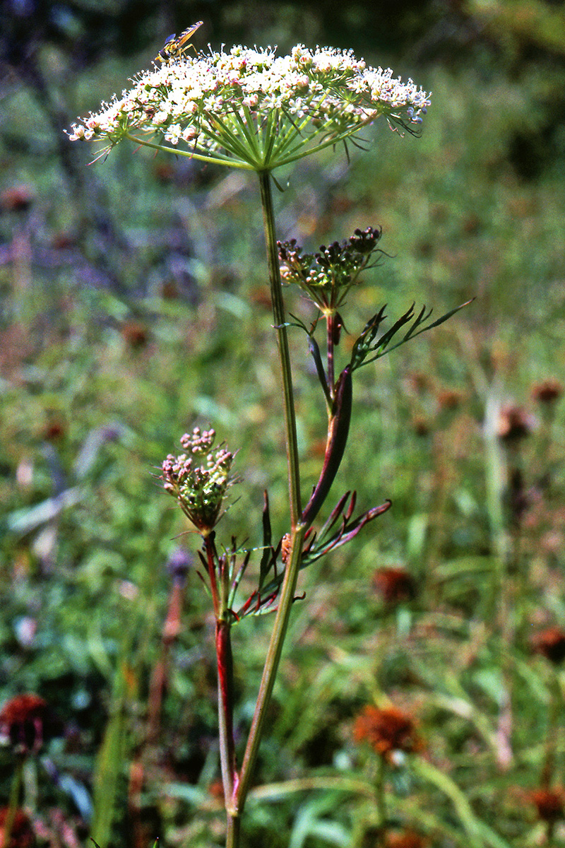 Apiaceae Cnidium dubium