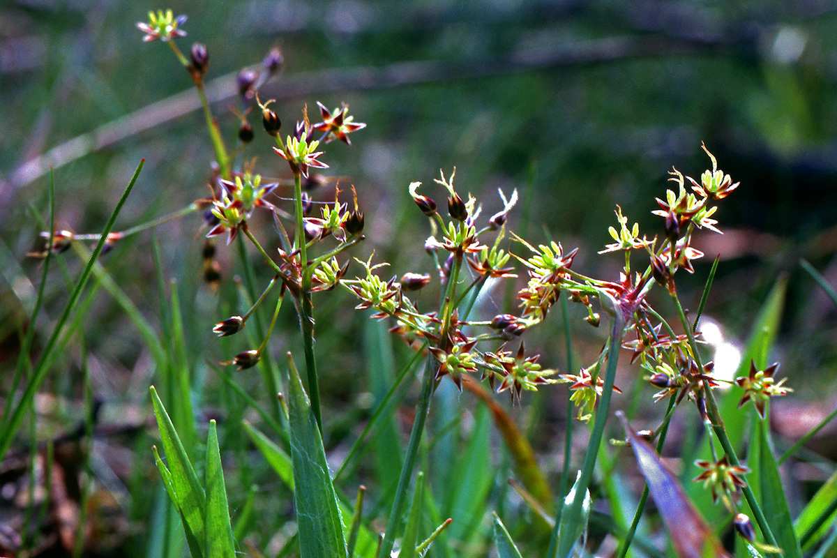 Juncaceae Luzula pilosa