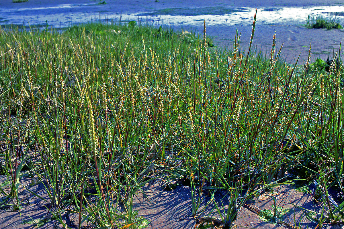 Poaceae Spartina anglica