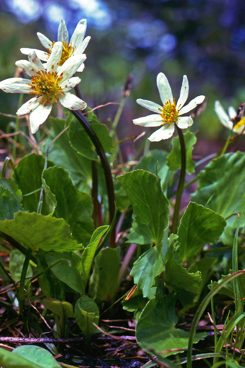 Ranunculaceae Caltha leptosepala