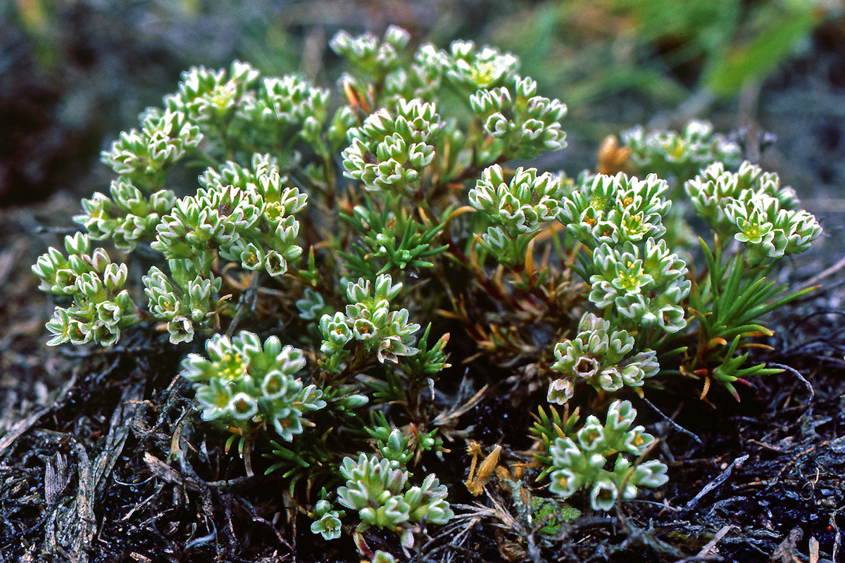 Caryophyllaceae Scleranthus perennis