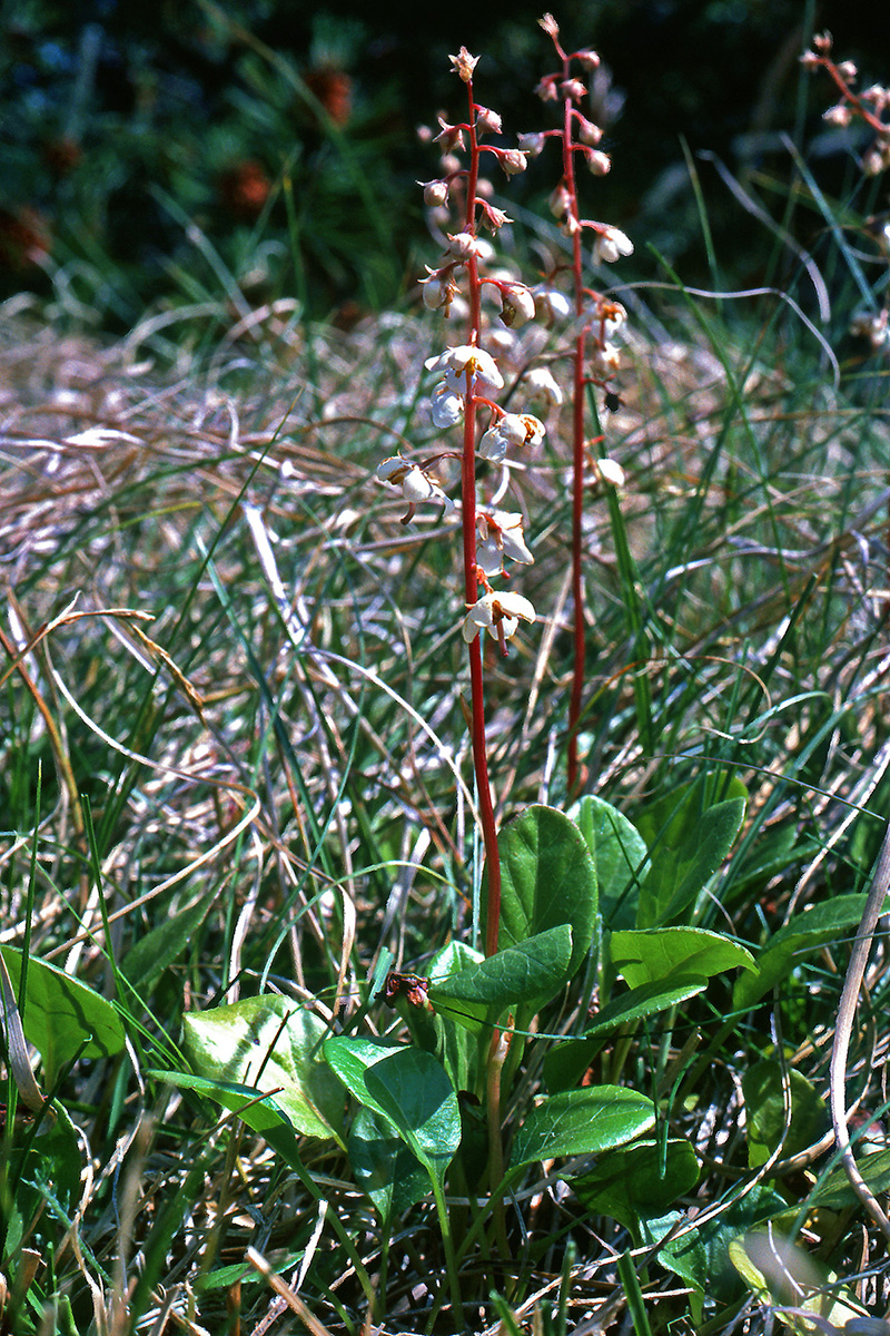 Ericaceae Pyrola rotundifolia
