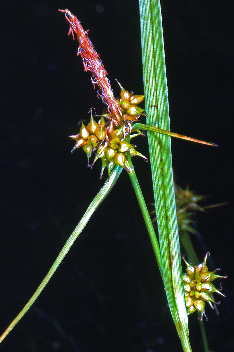 Cyperaceae Carex flava