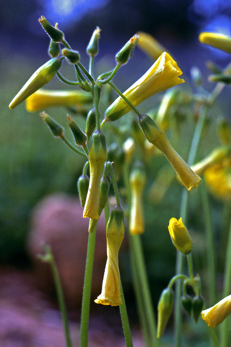 Oxalidaceae Oxalis pes-caprae