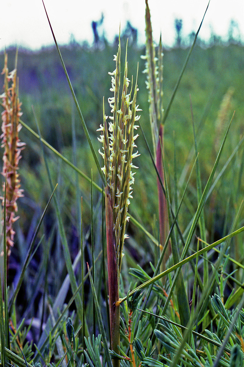 Poaceae Spartina anglica