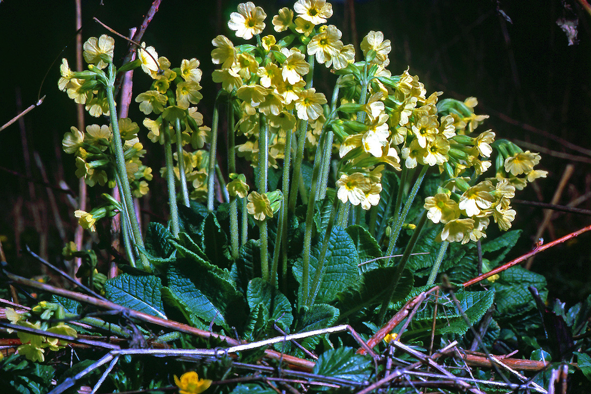 Primulaceae Primula elatior