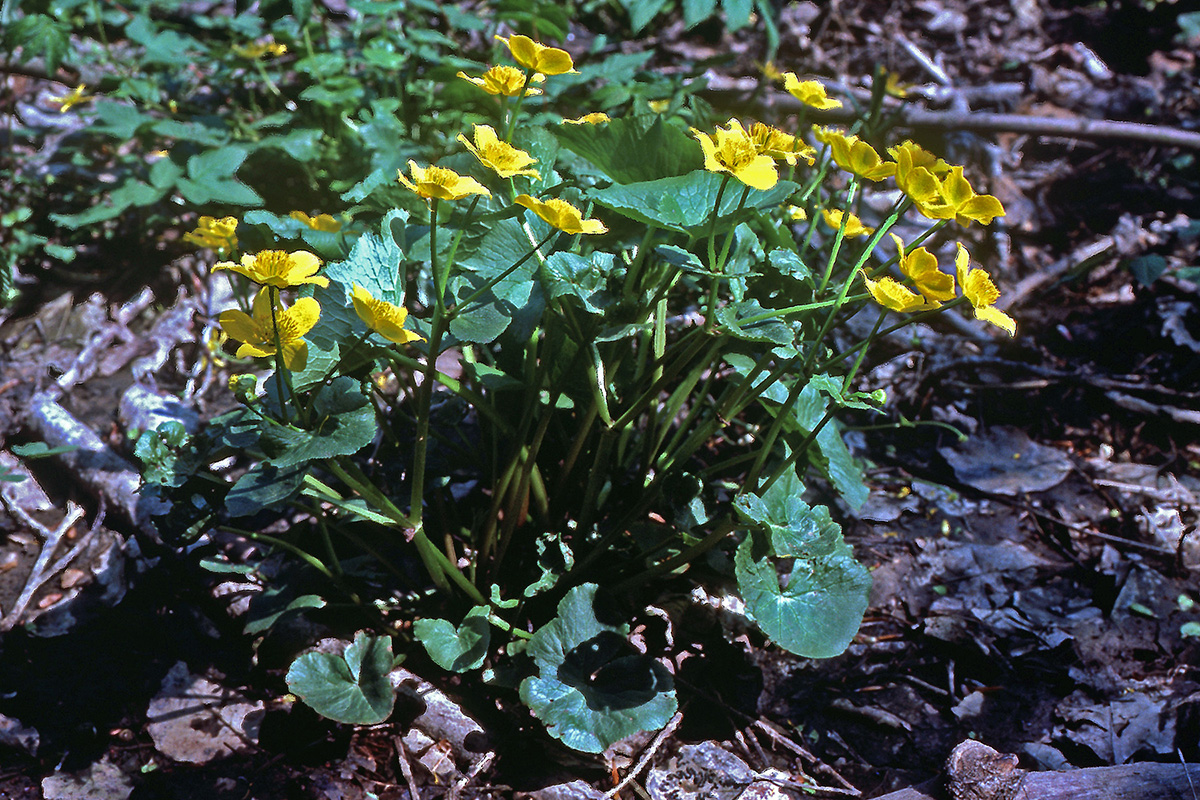 Ranunculaceae Caltha palustris