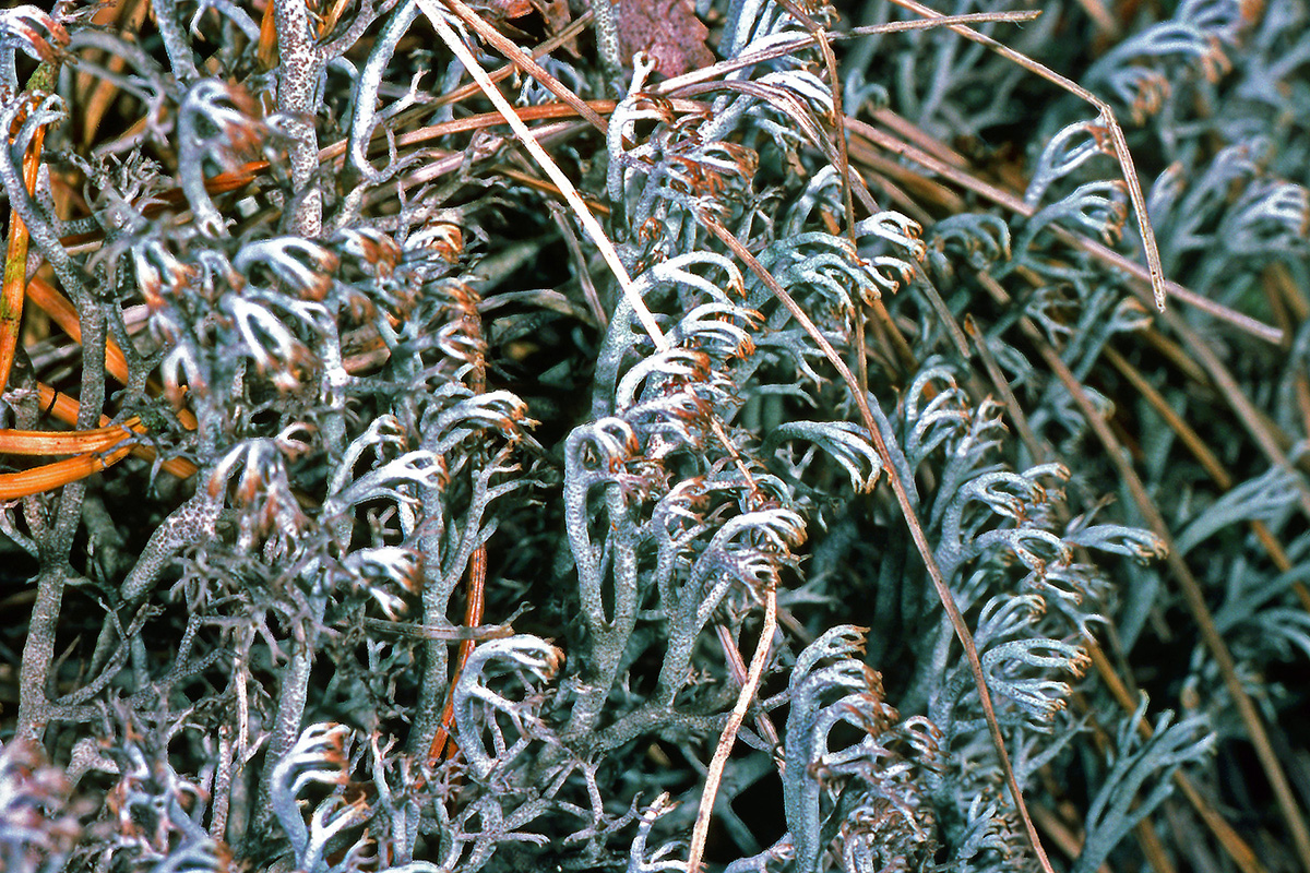 Cladoniaceae Cladonia rangiferina