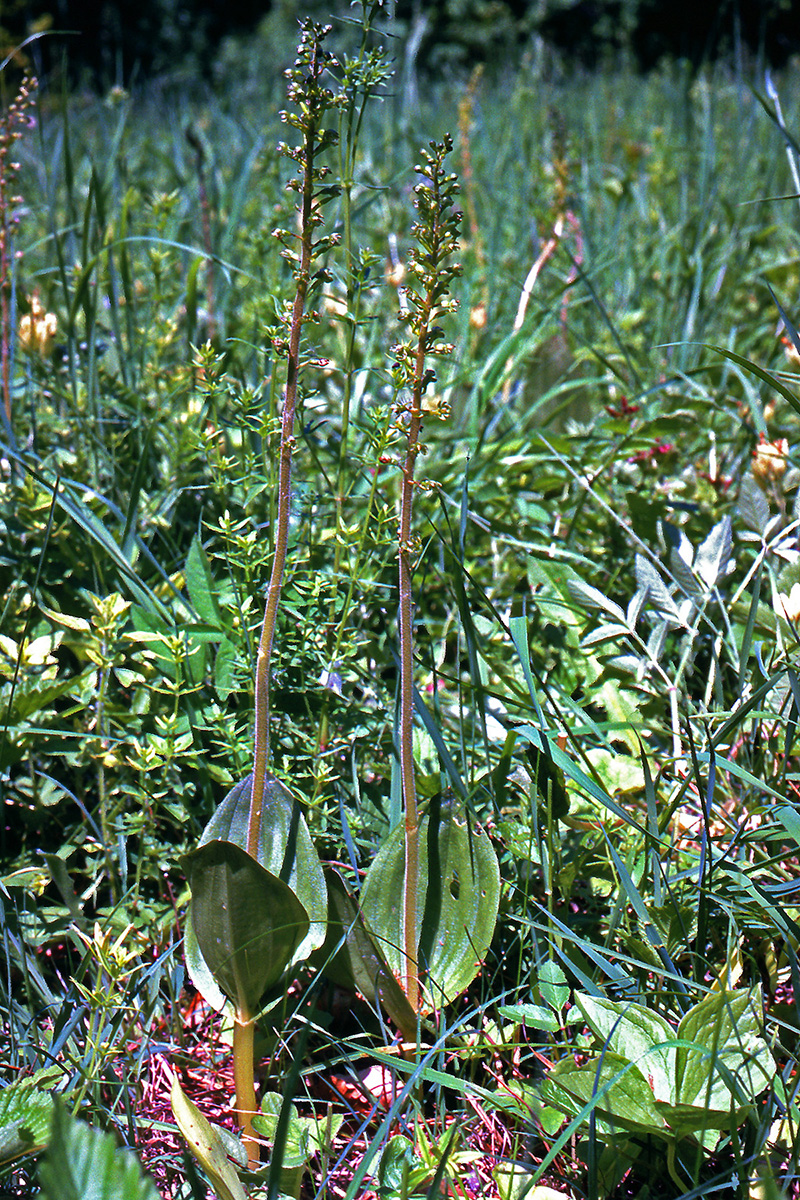 Orchidaceae Neottia ovata