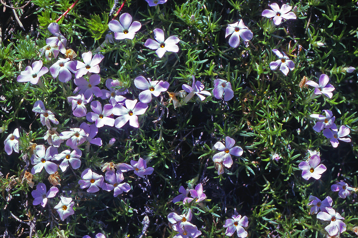 Polemoniaceae Phlox multiflora