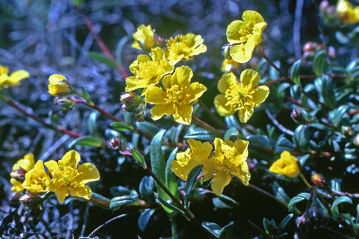 Cistaceae Helianthemum oelandicum