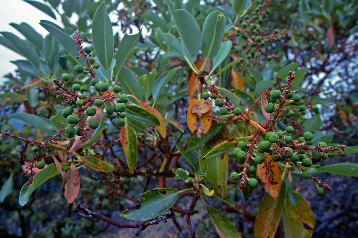 Ericaceae Arbutus menziesii