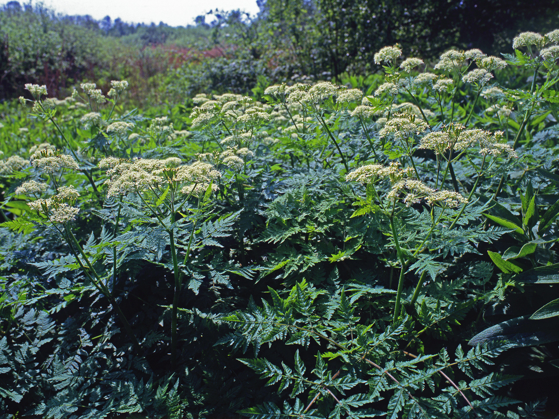 Apiaceae Myrrhis odorata