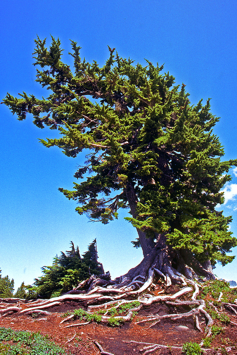Pinaceae Picea engelmannii